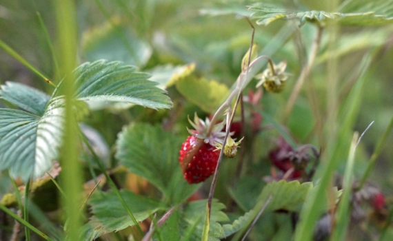 Успеть в ноябре: что нужно сделать с клубникой до морозов — обильный урожай крупных ягод, гарантирован Успеть в ноябре: что нужно сделать с клубникой до морозов — обильный урожай крупных ягод, гарантирован